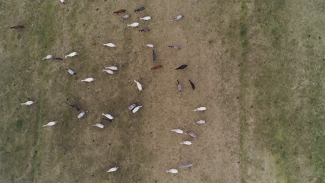 Top-down-view-of-Lipizzaner-horses-on-the-open-field-in-the-morning