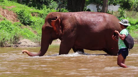 Elephant-walking-through-the-river-and-raising-its-trunk