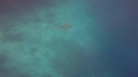 Vista-Superior-Del-Tiburón-Nadando-Lentamente-En-Las-Profundidades-Del-Mar