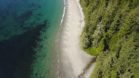 Aerial-Daytime-Wide-Overhead-Shot-Flying-Over-A-Creek-Flowing-Into-Pacific-Ocean-Over-Beach-With-People-Walking-Next-To-Old-Growth-Forest-Pine-Trees-In-Vancouver-Island-British-Columbia-Canada
