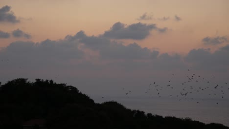 Eine-Große-Gruppe-Krähen,-Die-Bei-Sonnenuntergang-Gemeinsam-Aus-Den-Baumwipfeln-Fliegen