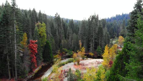Aerial-shot-by-aspen-and-pine-trees-in-the-fall-with-a-small-creek-below