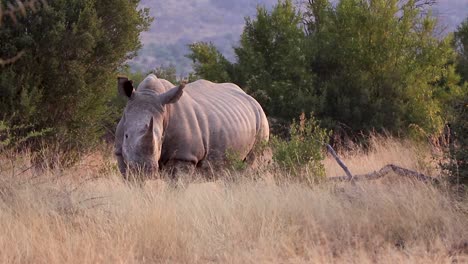 Rinoceronte-Blanco-Pastando-Al-Atardecer