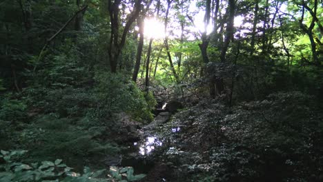 In-forest-a-view-of-stream-with-sunlight-beam