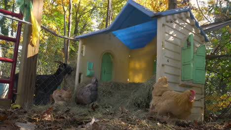 Hühner-Und-Eine-Ziege,-Die-In-Der-Nähe-Eines-Umgebauten-Puppenhauses-Fressen-Und-Nach-Futter-Suchen