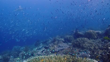 Riesenmakrelen-Jagen-In-Einer-Gruppe-Kleine-Rifffische-Auf-Einem-Lebendigen,-Gesunden-Korallenriff
