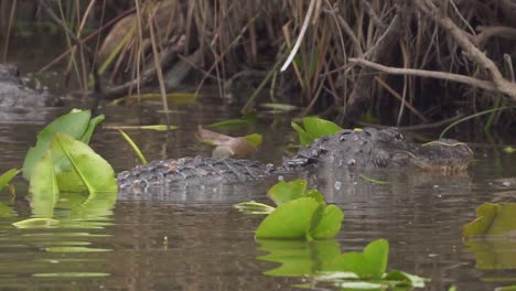 Alligatoren-Kämpfen-In-Zeitlupe-Im-Sumpf-Der-Everglades-In-Südflorida