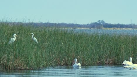 2-Great-white-egrets-standing-in-long-grass-and-pelicans-swimming-by-on-a-open-lake