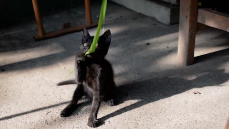 Black-kitten-plays-alone-with-green-strip-of-grass