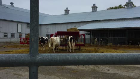 Wide-shot-over-steel-gate-of-cows-standing-at-a-red-feeding-trough-on-a-public-farm