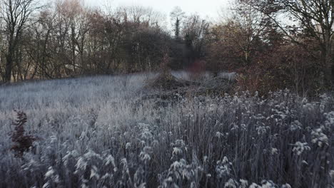 early-morning-winter-landscape,-close-tracking-shot-over-a-field-of-frost-covered-bushes