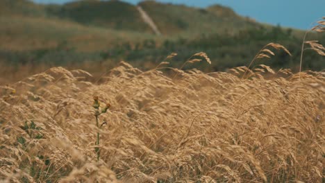 slow-motion-footage-of-golden-barley-in-the-wind