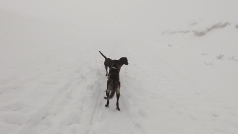 Two-dogs-paying-on-snow-on-a-foggy-mountain