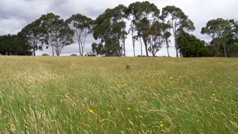 A-slow-motion-shot-of-a-Kelpie-sheep-dog-leaping-through-tall-grass-on-a-farm