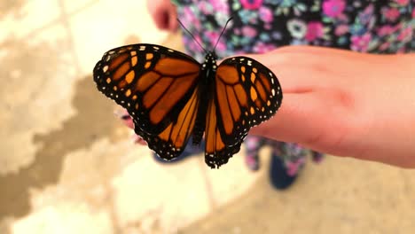 Butterfly-hangs-onto-little-girls-hand,-opening-and-closing-showing-its-beautiful-wings