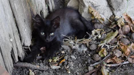 Small-feral-black-kitten-lies-alone-in-garden