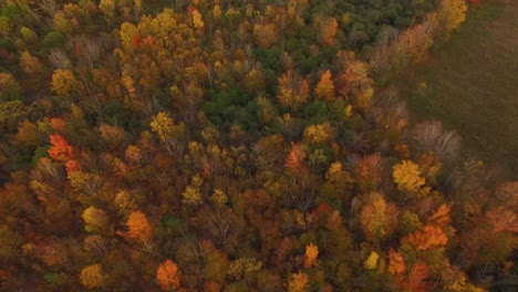 Aerial-view-of-trees-full-of-the-colors-of-Fall