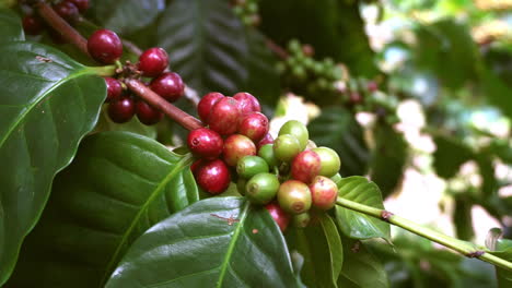 Red---Green-Coffee-Berries-on-the-Coffee-Tree,-Chiang-Mai,-Thailand