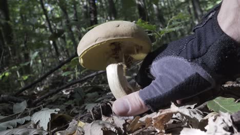 Picking-mushrooms-in-the-woods