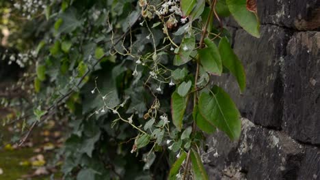 Ivy-growing-on-a-stone-wall-in-England