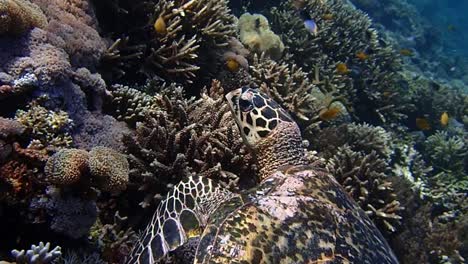 POV-Aufnahmen-Einer-Schwimmenden-Schildkröte