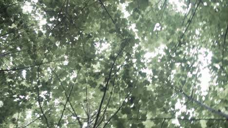 Canopy-of-leaves-in-Spring-time-lush-green-handheld-shot