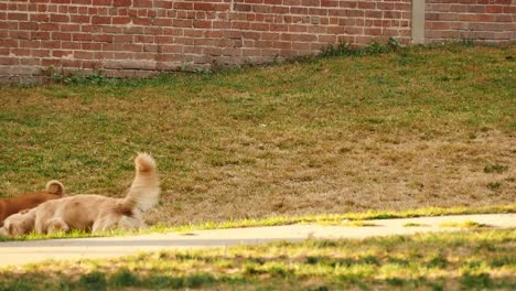 Dos-Perros-Juegan-Frisbee-Juntos-En-Un-Parque