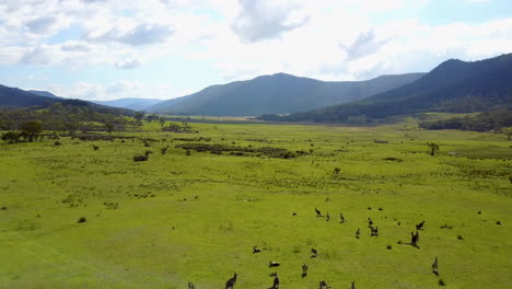 Drone-footage-flying-above-group-of-kangaroos-as-they-graze-in-a-large-green-lush-valley-surrounded-by-mountains
