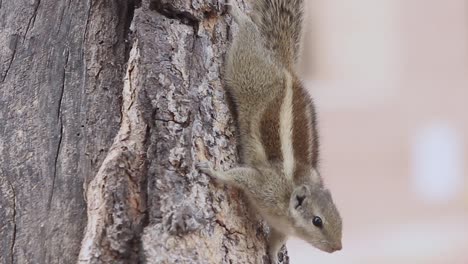 Beautiful-Indian-Palm-squirrel-on-tree-stock-video-h264-FULLHD-1920-x-1080-resolution