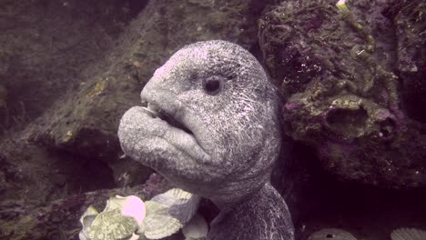 Male-Wolf-Eel-checks-out-divers