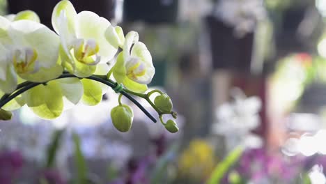 Hermosas-Flores-Y-Capullos-De-Orquídeas-Ornamentales-En-El-Jardín-Interior