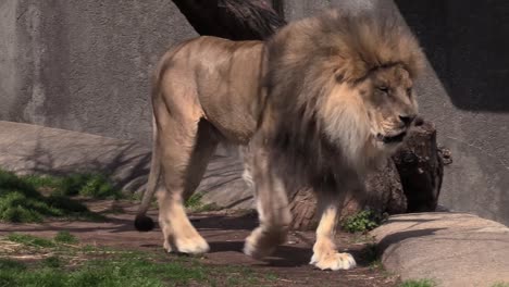 Lion-in-zoo-walking-on-rocks-next-to-tree