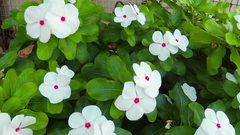 Schöne-Weiße-Blumen-In-Einer-Schubkarre