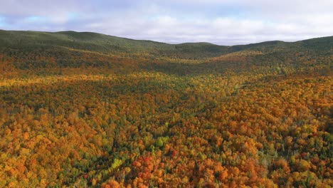 Aerial-footage-flying-backwards-and-tilting-down-towards-valley-in-golden-autumn-forest