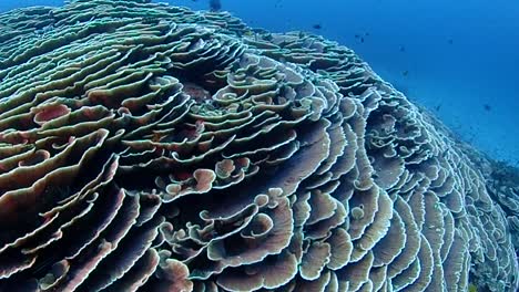 Kohlkorallen-Bilden-Eine-Massive-Korallenstruktur-Entlang-Einer-Abfallenden-Wand