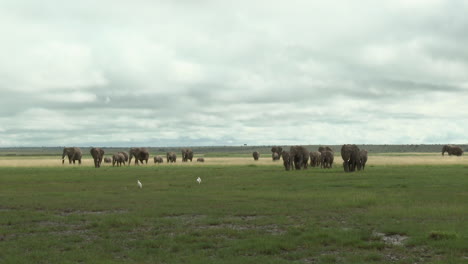 Afrikanische-Elefantenfamilie-Schlendert-über-Das-Grasland,-Amboseli-N