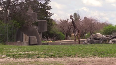 Giraffe-walking-in-zoo
