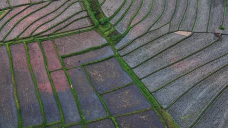 Luftaufnahme-Von-Reisfeldern-Bei-Sonnenuntergang-Mit-Goldener-Reflexion-Aus-Der-Vogelperspektive