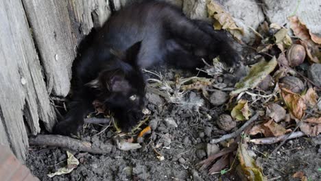 Wilde-Schwarze-Katze,-Die-Ganz-Allein-Draußen-Liegt