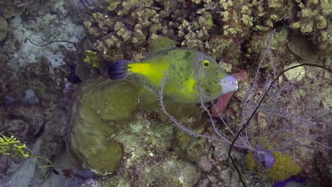 White-Spotted-Filefish-eating