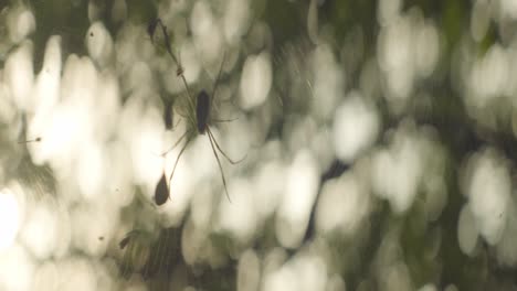 Tropical-spider-in-the-center-of-her-web-in-the-forest-by-sunset