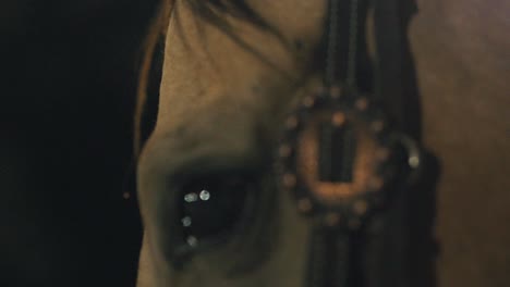 Horse-blinking-close-up