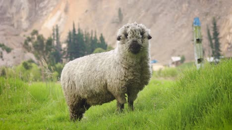 wide-shot-of-a-sheep-in-the-field-next-to-a-mountain