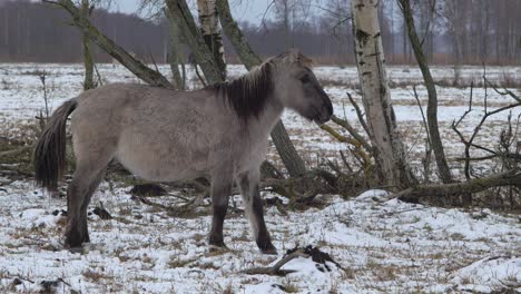 Wild-horse-standing-in-front-of-birch-trees-in-cloudy-winter-day,-wild-bison's-running-in-background,-medium-shot