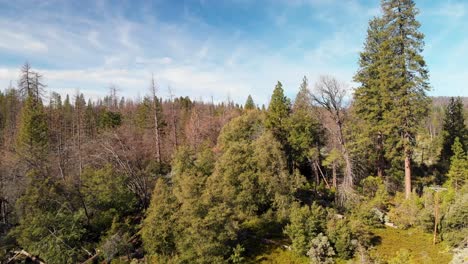 4K-Aerial-shot-flying-through-California-forest-with-blue-cloudy-skies-on-the-horizon