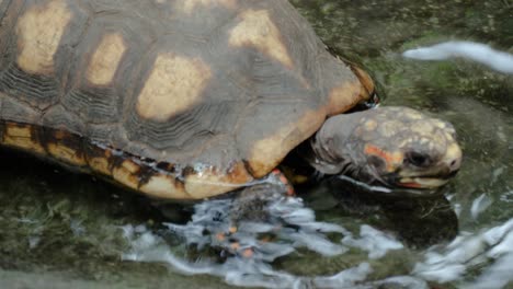 Close-up-shot-of-red-footed-tortoise-in-water