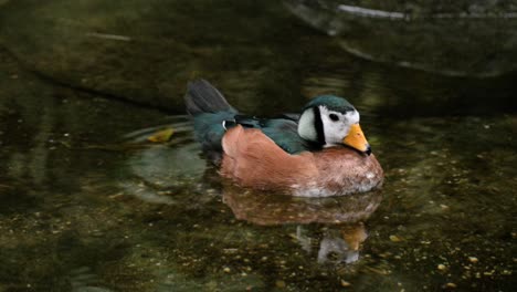 African-pygmy-goose--floating-on-water