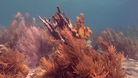 Elk-Horn-Coral-in-shallow-water