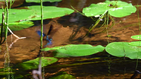 Two-male-damselfly-starting-to-fight-over-a-female-who-is-laying-eggs-into-the-crystal-clear-river-water