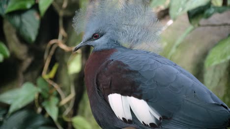 Close-up-shot-of-beautiful-blue-southern-crowned-pigeon